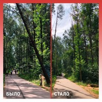 В Красногорском лесопарке ликвидировано аварийное дерево В Красногорском лесопарке ликвидировано аварийное дерево